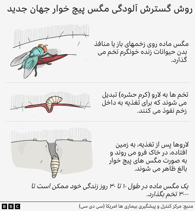 روش گسترش آلودگی مگس پیچ خوار دنیای جدید