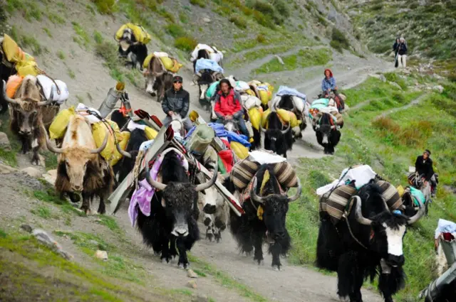 डोल्पामा सामान बोकेका चौँरी र घोडचढीहरू