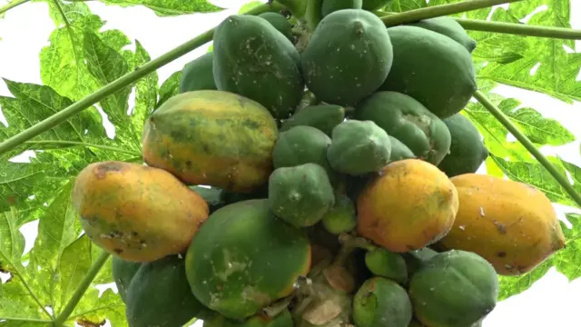 ఉద్యాన పంటలు