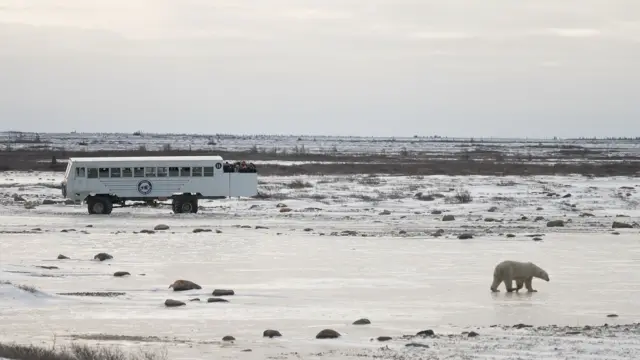 Um urso polar caminha pela tundra próximo a um veículo grande chamado tundra buggy, com pessoas a bordo 