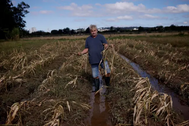 Agricultor segurando plantas mortascódigo promocional 7games betplantaçãocódigo promocional 7games betmilhocódigo promocional 7games betGuaíba