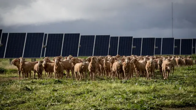 Овцы в Австралии