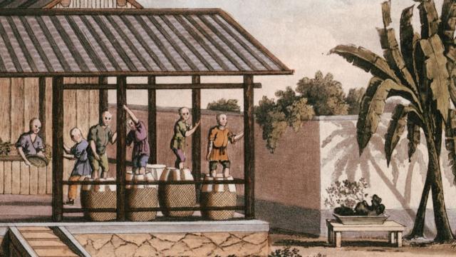 Ilustración de los trabajos en una plantación de té.
