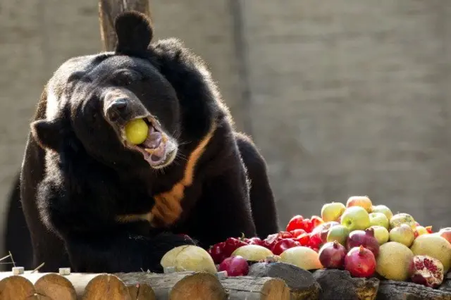 гімалайські ведмідь