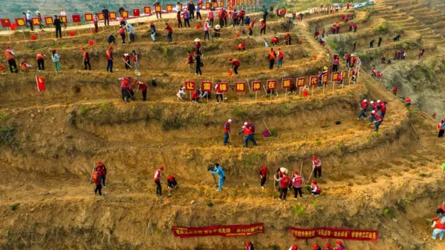 Plantaçãoapostas de futebol online legais no brasilárvores na China