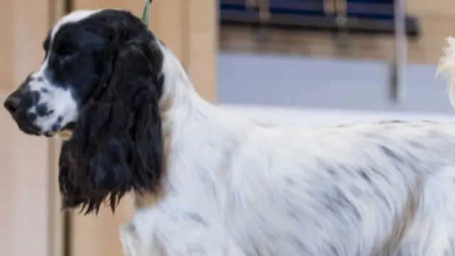 कॉकर स्पैनियल