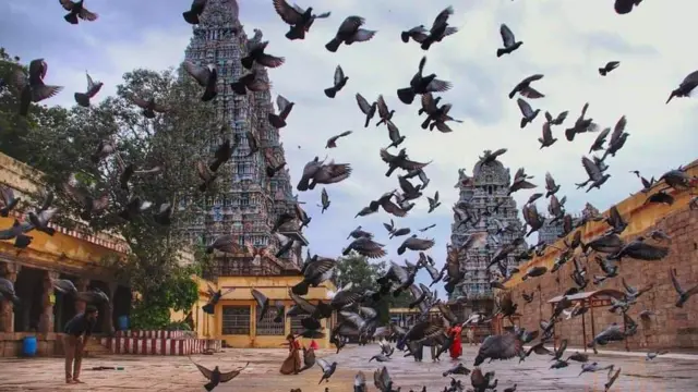 சோழர்கள்: பஞ்சத்தால் சோறு கிடைக்காமல் மக்கள் சாகும் நிலை ஏற்பட்டபோது செய்தது என்ன?