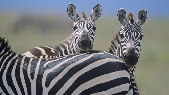 Zebra