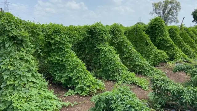 કંકોડાના વેલા 