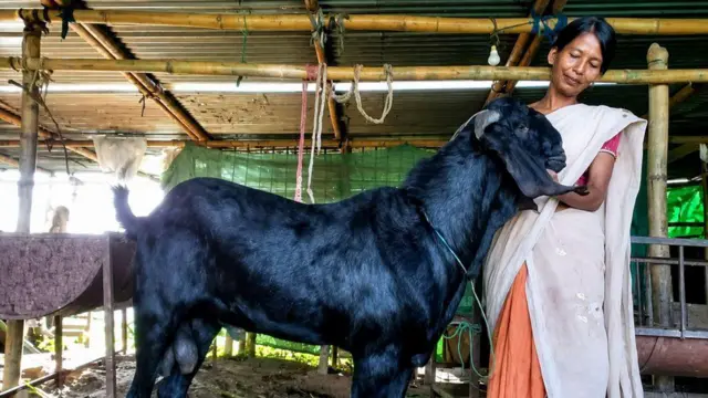 పశు పోషణ