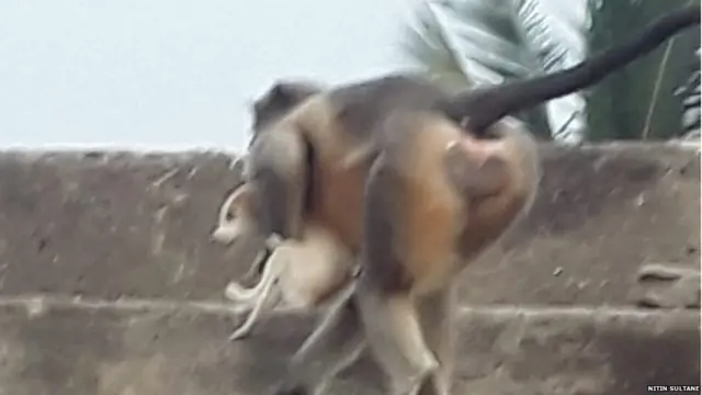 एक पिल्ले को ले जाता हुआ बंदर