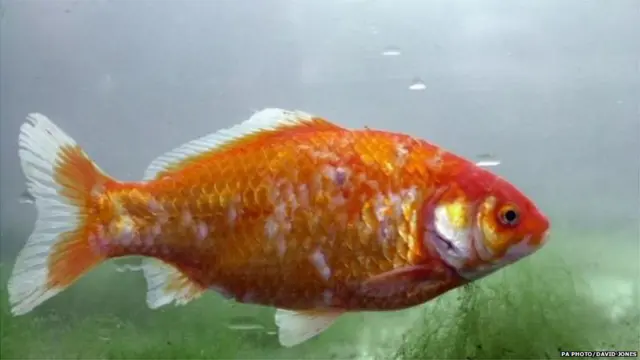 गोल्डफिश