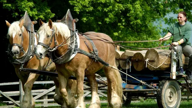 Англиянын шайр жылкысы.