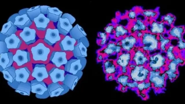 एचपीवी के वायरस.