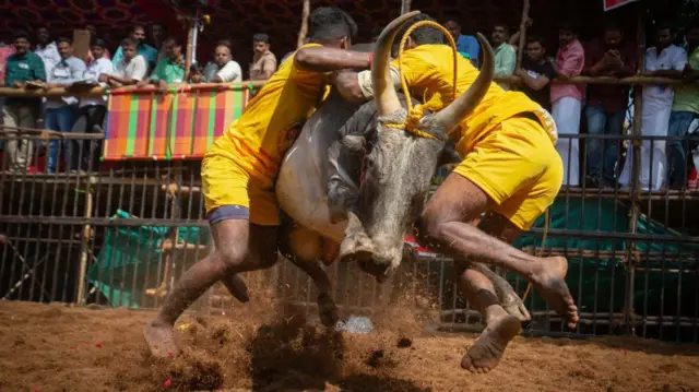 ఎద్దుల పోటీ