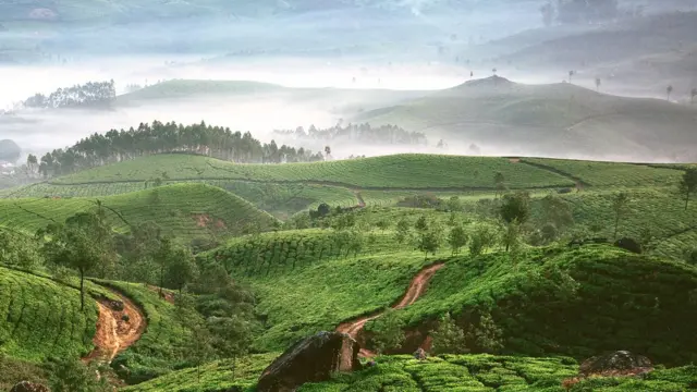 Plantación de té en Sri Lanka