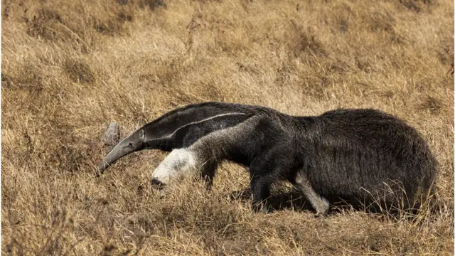 Tamanduá-bandeira busca alimentorechargement 1xbet par id apkárea do Pantanal que tem a influência do cerrado na vegetação