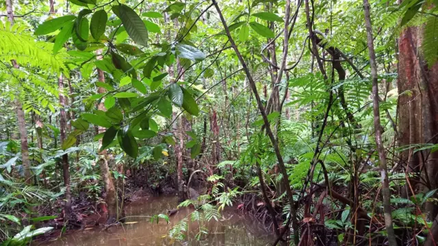 මුහුදුබඩ ප්රධාන නගරයක් ආසන්නයේ පිහිටා ඇති සුවිශේෂී නිවර්තන තෙත් කලාපීය වැසි වනාන්තරයක් සොයා අපි ගාල්ල කොට්ටව වෙත ගියෙමු.