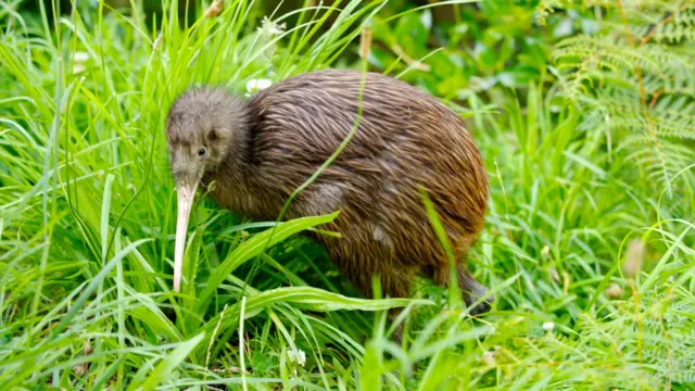 Pássaro kiwi, com penas marrons, fotografado em campo de grama alta