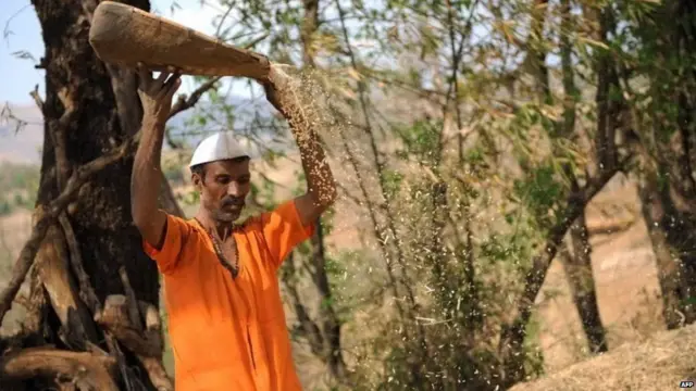 जीन मैपिंग, गेहूं