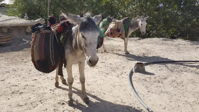 Ўзбекистон эшаклари