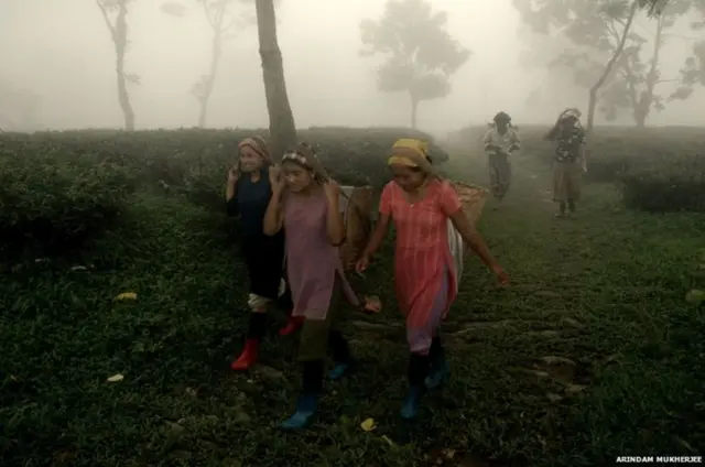 తేయాకు కూలీలు