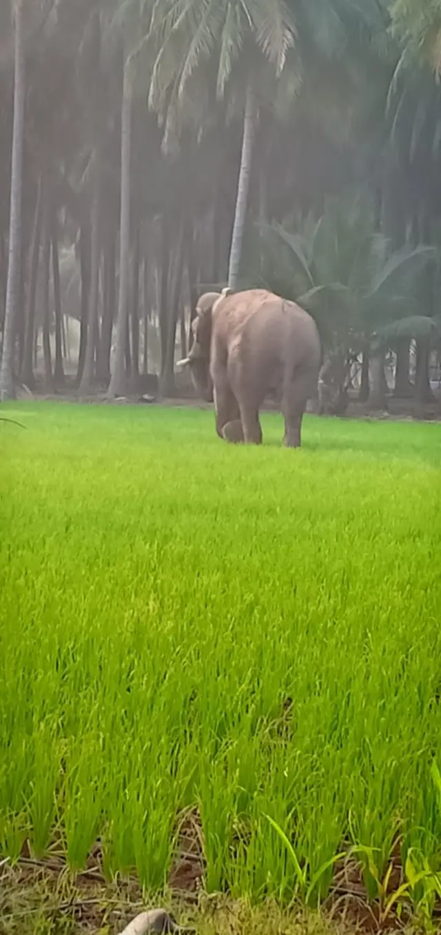 தனது செந்தங்களை தேடும் யானை 'சின்னத்தம்பி'