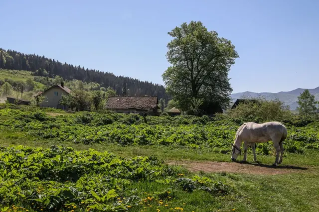 Обережно, борщівник. Це не квітка для селфі, а небезпечна рослина - BBC ...