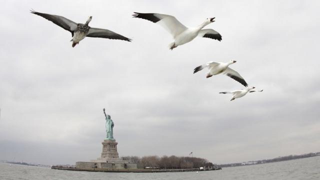 Птицы на фоне статуи Свободы