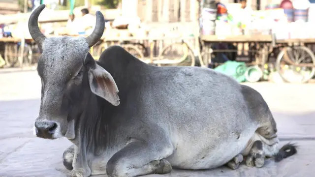 சாலையில் பசு