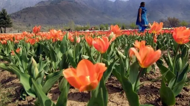 श्रीनगर का गार्डन