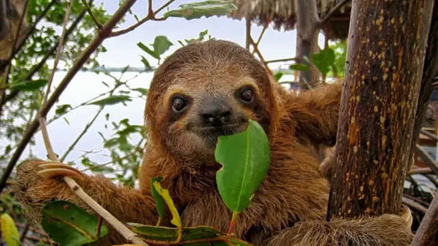 Perezoso en Costa Rica.