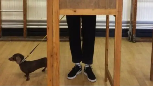 Deli the dachshund in west London made sure to look the other way to provide some privacy