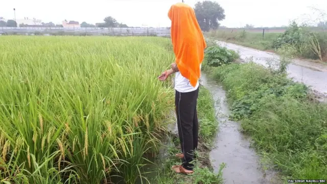 ਪੰਜਾਬ, ਕਿਸਾਨ