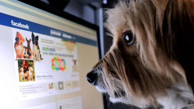 Собака перед монітором