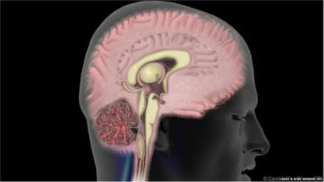 प्रेमात असताना मेंदूतील लिबिंक सिस्टम उद्दीपित झालेली असते.