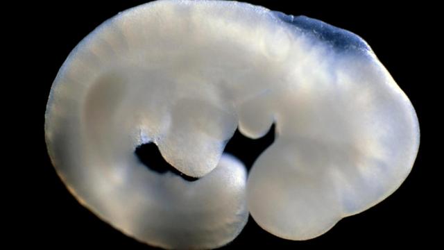 Для создания химеры внутреннюю клеточную массу одного вида мышей ввели в эмбрион другого вида