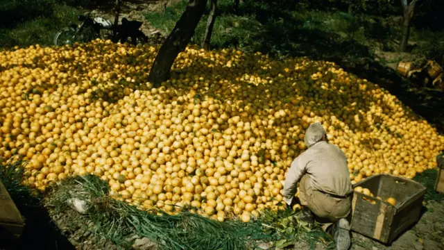 Hombre recolecta limones.