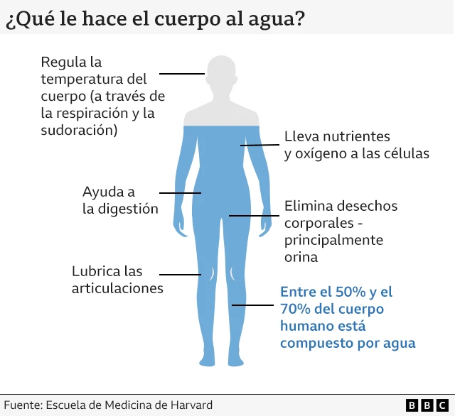 Ilustración que muestra las funciones vitales realizadas por el agua.