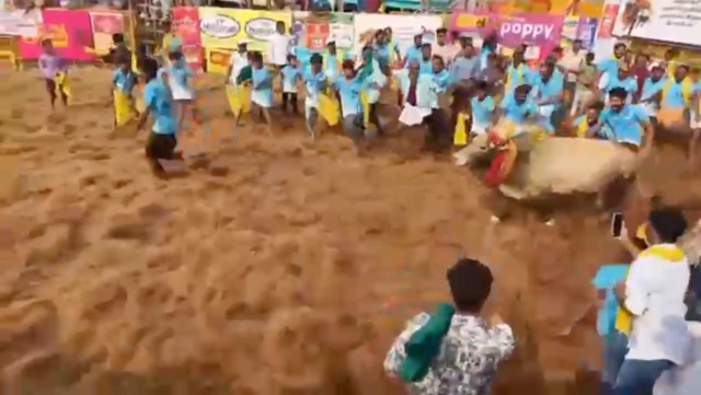 பாலமேடு ஜல்லிக்கட்டு