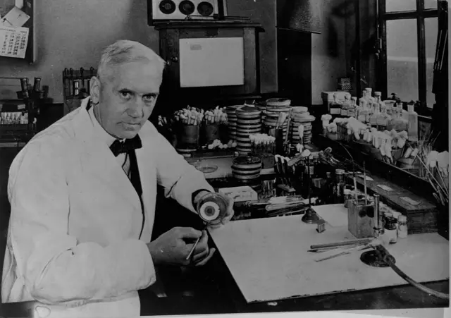 Le Dr Alexander Fleming, bactériologiste ayant découvert la pénicilline en 1928, travaille dans son laboratoire à Londres.