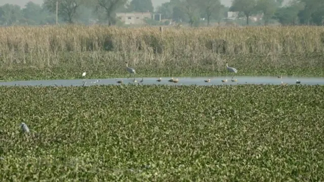 જવાલનું તળાવમાં જળકુંભી વચ્ચે સારસ કુંજ અને મધ્ય અને પૂર્વ એશિયાથી આવતી ભગવી સુરખાબ બતકોની 9 ડિસેમ્બર, 2025ના રોજ લેવાયેલી તસ્વીર