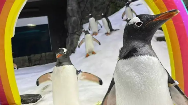 பெங்குவின், ஒருபால் ஈர்ப்பு