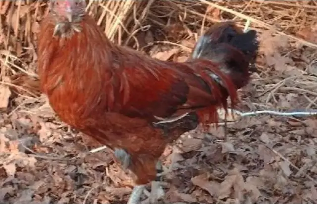 Muffy, ti kọkọ gba ami ẹyẹ gẹgẹ bi adiyẹ to dagba julọ ni aye. 