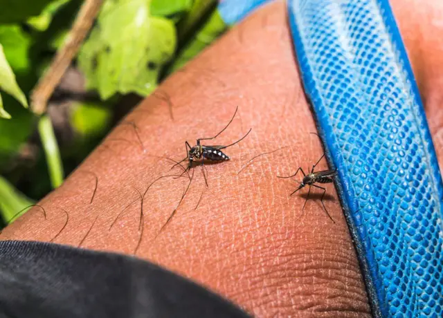 Ẹya ẹfọn ti wọn n pe ni Aedes aegypti ati Aeded albopictus, lo ma n pin aarun Dengue.