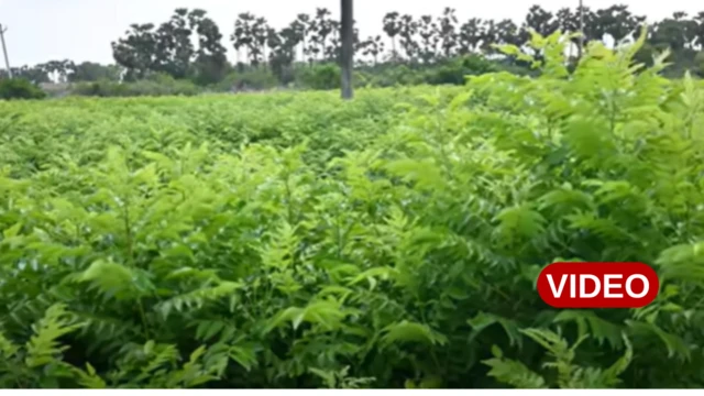 గుంటూరు జిల్లా, కరివేపాకు, రూ. లక్షల్లో సంపాదన