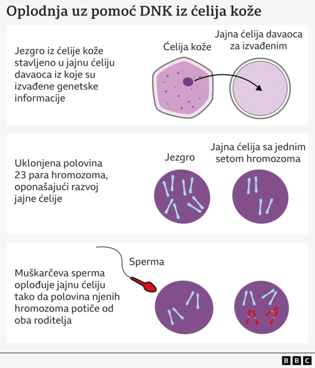 Grafika koja objašnjava različite faze oplodnje korišćenjem ćelija kože