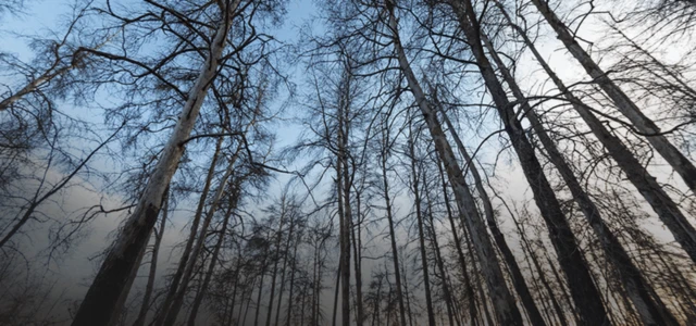 చెర్నోబిల్ 