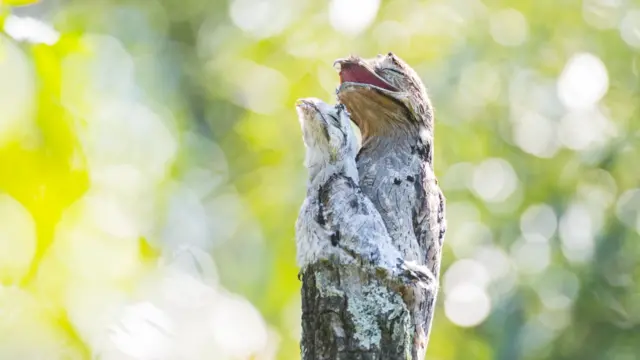 An adult camouflaged urutaú bird perched vertically on a tree stump with a chick pressed closely against it, blending into the bark-like texture of the wood.