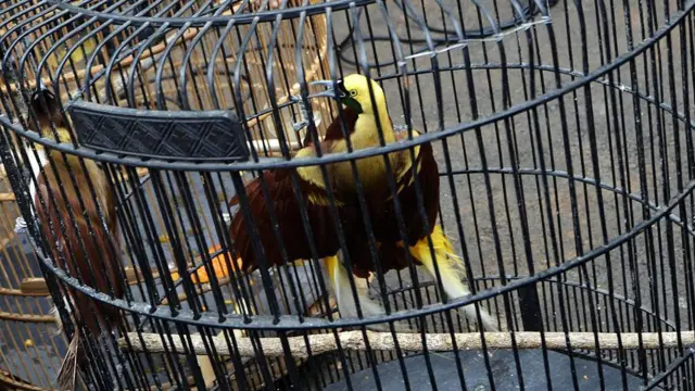 Burung cenderawasih di papua